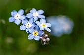 Forget-me-not (Myosotis decumbens subsp. teresiana), Alpes-de-Haute-Provence, France