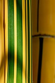 Close-up of Painted bamboo (Bambusa vulgaris f. vittata) stem