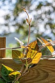 Sewer vine (Paederia lanuginosa) growing on wooden fence