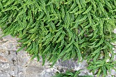 Maidenhair spleenworts (Asplenium trichomanes subsp. quadrivalens) growing in wall, Alpes-de-Haute-Provence, France
