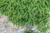 Maidenhair spleenworts (Asplenium trichomanes subsp. quadrivalens) growing in wall, Alpes-de-Haute-Provence, France