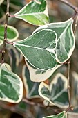 Dwarf variegated heart leaf Ficus (Ficus natalensis subsp. leprieurii = Ficus triangularis) Sweetheart