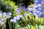 Common agapanthus (Agapanthus praecox), Alpes-Maritimes, France