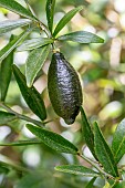 Faustrime lime on tree