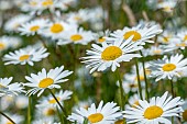 Ox-eye daisies (Leucanthemum vulgare), Loire-Atlantique, France