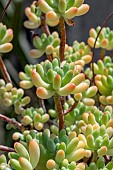 Jelly bean plant (Sedum pachyphyllum)