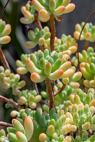 Jelly_bean_plant_Sedum_pachyphyllum