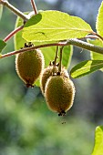 Kiwi (Actinidia chinensis) fruits on the vine