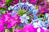 Cape leadwort (Plumbago auriculata) and Bougainvillea (Bougainvillea glabra)