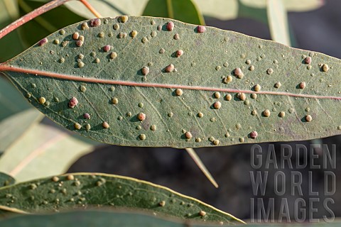 Galls_on_Eucalyptus_leaves_caused_by_Eucalyptus_Gall_Wasp_Ophelimus_maskelli_Herault_France