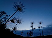Pasque flower (Pulsatilla vulgaris) in seed, blue hour at the end of the night, Famenne, Belgium