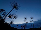 Pasque flower (Pulsatilla vulgaris) in seed, blue hour at the end of the night, Famenne, Belgium