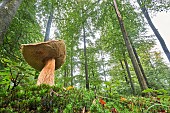 Bay bolete (Imleria badia) in a forest and polytric moss, Ardennes, Belgium