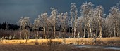 Peat bog with Molinie, birch bog, Fagne clearing, Ardennes, Belgium