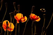 Ground bumblebee (Bombus terrestris) in flight over a poppy (Papaver rhoeas) against the light, chiaroscuro, natural light, Ardennes, Belgium