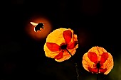Ground bumblebee (Bombus terrestris) in flight over a poppy (Papaver rhoeas) against the light, chiaroscuro, natural light, Ardennes, Belgium