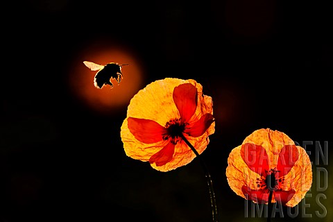 Ground_bumblebee_Bombus_terrestris_in_flight_over_a_poppy_Papaver_rhoeas_against_the_light_chiaroscu