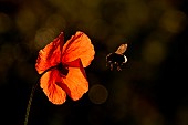 Ground bumblebee (Bombus terrestris) in flight over a poppy (Papaver rhoeas) against the light, chiaroscuro, natural light, Ardennes, Belgium