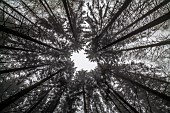 Low-angle view of Norway spruce (Picea abies), monoculture, Ardennes, Belgium