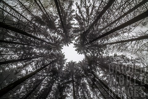 Lowangle_view_of_Norway_spruce_Picea_abies_monoculture_Ardennes_Belgium