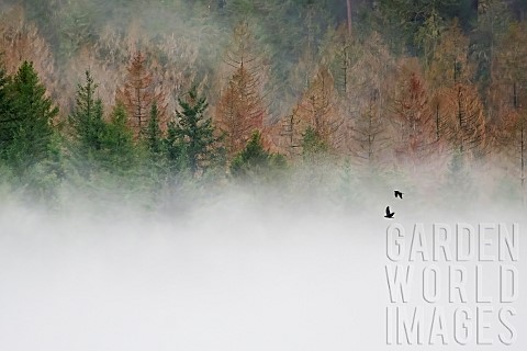 Raven_Corvus_corax_pair_in_flight_above_the_mist_in_front_of_spruce_trees_that_have_been_attacked_by