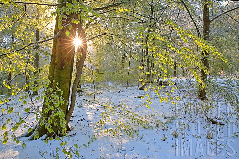 Common_beech_Fagus_sylvatica_budburst_in_a_beech_forest_and_spring_snow_at_sunrise_Ardennes_Belgium