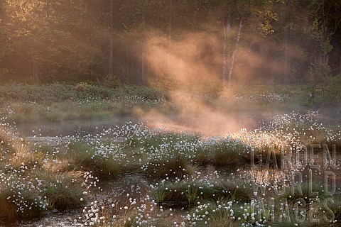 Tussock_cottongrass_Eriophorum_vaginatum_and_mist_in_a_peat_bog_at_dawn_clearing_in_a_high_plateau_f