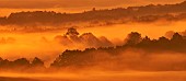 Hedgerows in the morning mist, Ardennes, Belgium