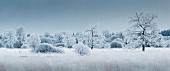 Frost-covered Molinia (Molinia sp) and Willow (Salix sp) in a peat bog in winter, Hautes Fagnes, Ardennes, Belgium