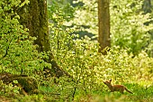 Red fox (Vulpes vulpes), cub at the foot of a giant tree in a beech forest, Ardennes, Belgium