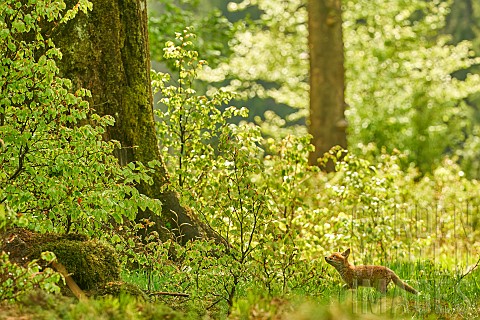 Red_fox_Vulpes_vulpes_cub_at_the_foot_of_a_giant_tree_in_a_beech_forest_Ardennes_Belgium
