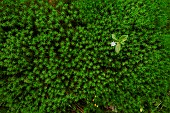 Chickweed-wintergreen (Trientalis europaea) flower on a carpet of polytric moss (Polytrichum sp), Ardennes, Belgium