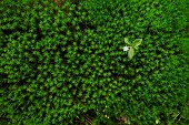 Chickweed-wintergreen (Trientalis europaea) flower on a carpet of polytric moss (Polytrichum sp), Ardennes, Belgium