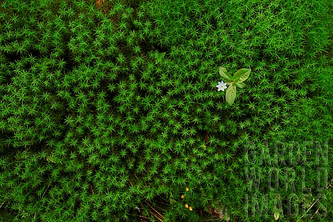 Chickweedwintergreen_Trientalis_europaea_flower_on_a_carpet_of_polytric_moss_Polytrichum_sp_Ardennes