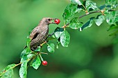 Common Starling (Sturnus vulgaris) eating cherries, France.