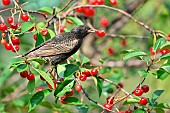 Common Starling (Sturnus vulgaris) eating cherries, France.