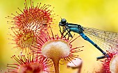 Insectivorous carnivorous plant: Round-leaved sundew (Drosera rotundifolia) consuming a Blue Agrion (dragonfly), Lispach peat bog, Chajoux Valley, Vosges, France