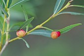 Red sawfly gall (Euura sp) on white willow (Salix alba), Rohrschollen island reserve, Strasbourg, Alsace, France