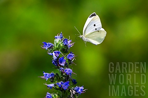 Cabbage_butterfly_Pieris_rapae_on_Vipersbugloss_PagnylaBlancheCte_Lorraine_France