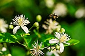 Wild bee (Andrena sp) on Old Man Beard (Clematis vitalba) flowers, Rohrschollen island reserve, Strasbourg, Alsace, France