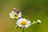 Hairy Shieldbug (Dolycoris baccarum) before flight, on asteraceae in the garden, Bouxières-aux-dames, Lorraine, Fran