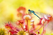 Insectivorous carnivorous plant: Round-leaved sundew (Drosera rotundifolia) consuming a Blue Agrion (dragonfly), Lispach peat bog, Chajoux Valley, Vosges, France