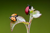 Sevenspotted lady beetle (Coccinella septempunctata) taking flight and Poplar leaf beetle (Melasoma populi) on aspen, Ansauville, Forêt de la Reine, Lorraine, France