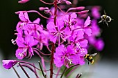 Early bumblebee (Bombus pratorum) on Fireweed (Epilobium augustifolium), Lispach peat bog, Chajoux Valley, Vosges, France