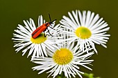 Red beetle (Lygistopterus sanguineus) on a flower before flight, dead wood insect, Ansauville, Forêt de la Reine, Lorraine, France