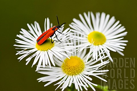 Red_beetle_Lygistopterus_sanguineus_on_a_flower_before_flight_dead_wood_insect_Ansauville_Fort_de_la