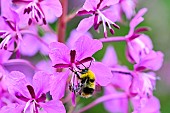 Early bumblebee (Bombus pratorum) on Fireweed (Epilobium augustifolium), Lispach peat bog, Chajoux Valley, Vosges, France