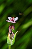 Solitary bee (Andrena sp) collecting a flower of flowering rush (Butomus umbellatus), banks of the Meurthe, Nancy, Lorraine, France