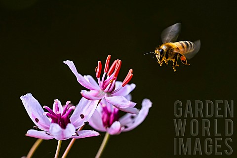 Honey_bee_Apis_mellifera_collecting_a_flower_of_flowering_rush_Butomus_umbellatus_banks_of_the_Meurt