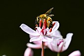 Honey bee (Apis mellifera) collecting a flower of flowering rush (Butomus umbellatus), banks of the Meurthe, Nancy, Lorraine, France
